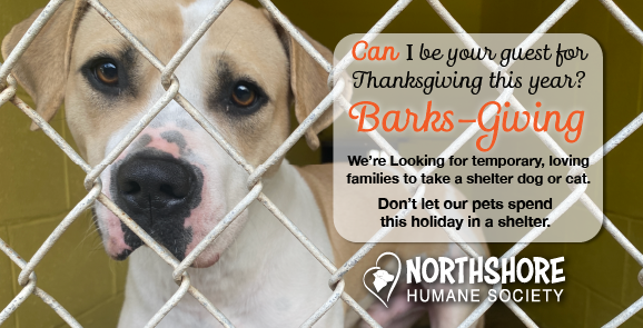 Barks-giving: Provide shelter to a pet this holiday! | Northshore Humane Society Barks-giving: Provide shelter to a pet this holiday! | Northshore Humane Society