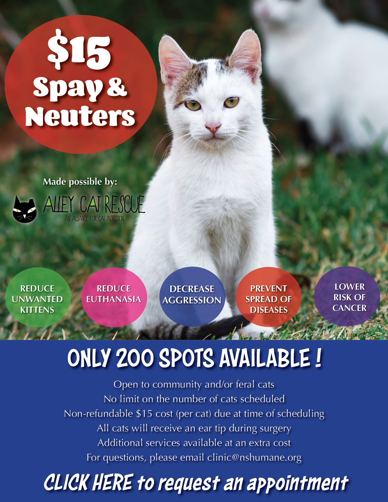 Alley Cat Low-Cost Spays & Neuters | Northshore Humane Society
