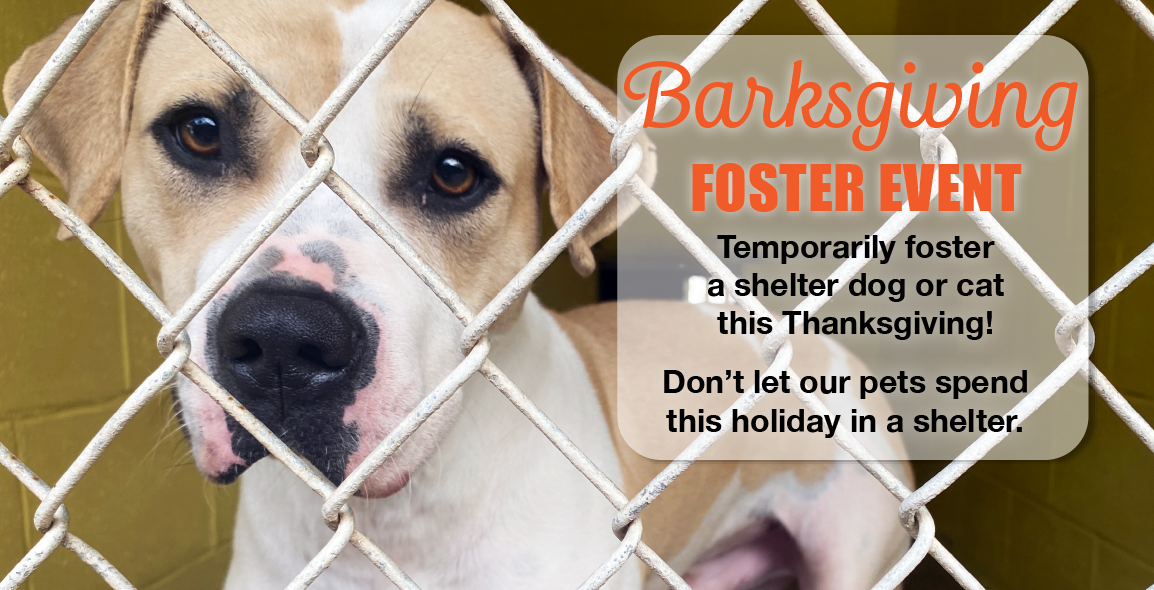 Barksgiving_Thanksgiving