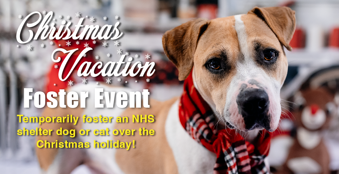 Christmas Vacation Foster a Homeless Pet this holiday
