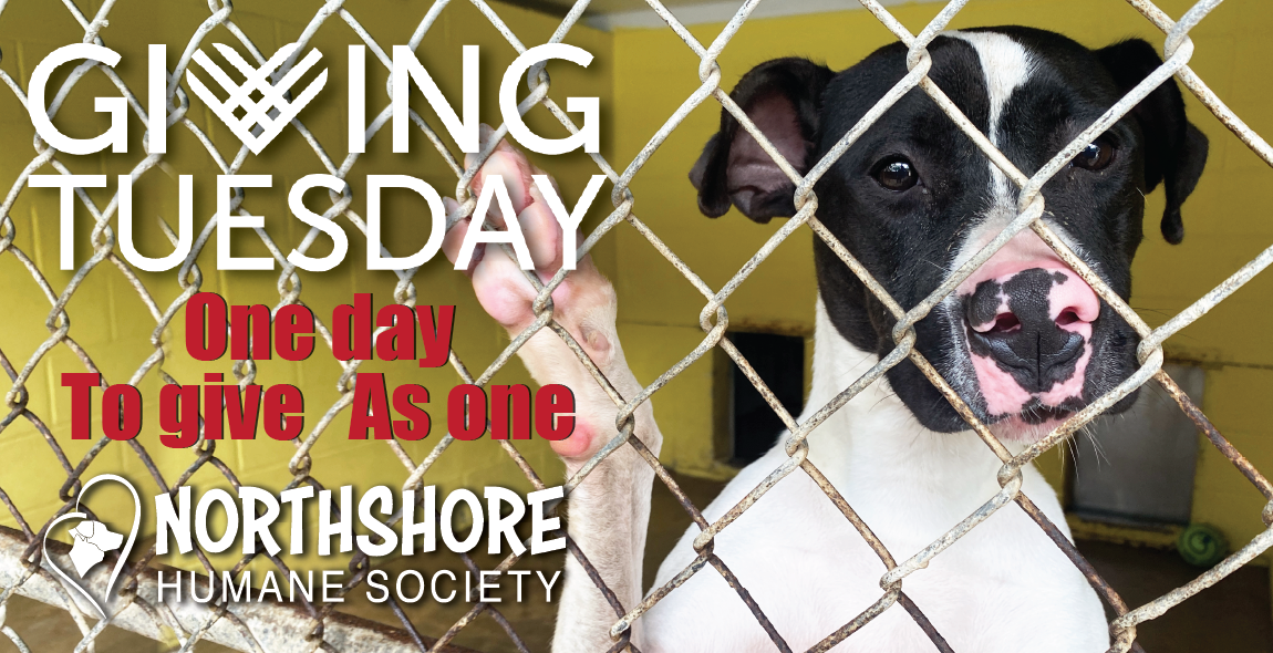 giving_tuesday