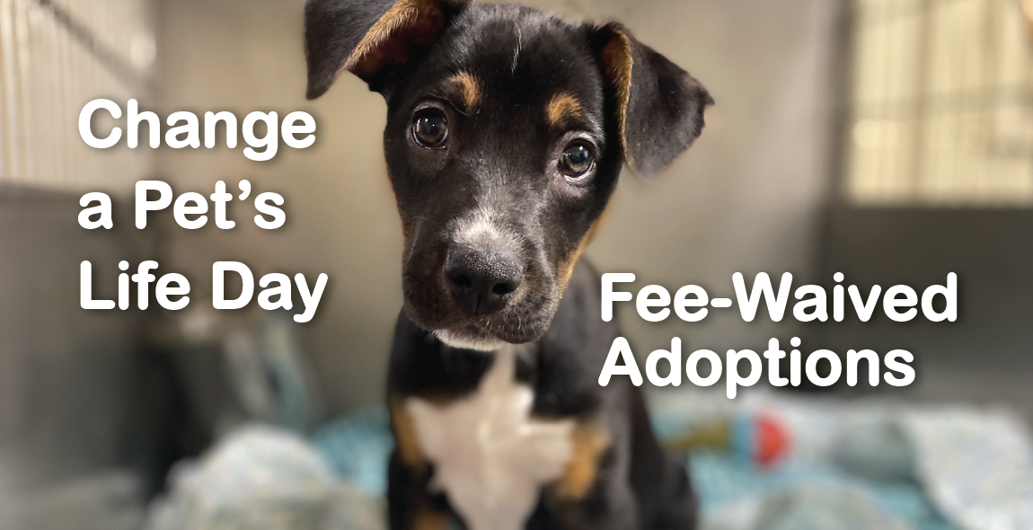adoption_special_humane_society
