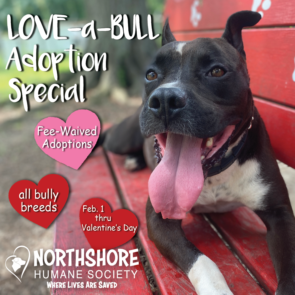 loveabull_adoption_special