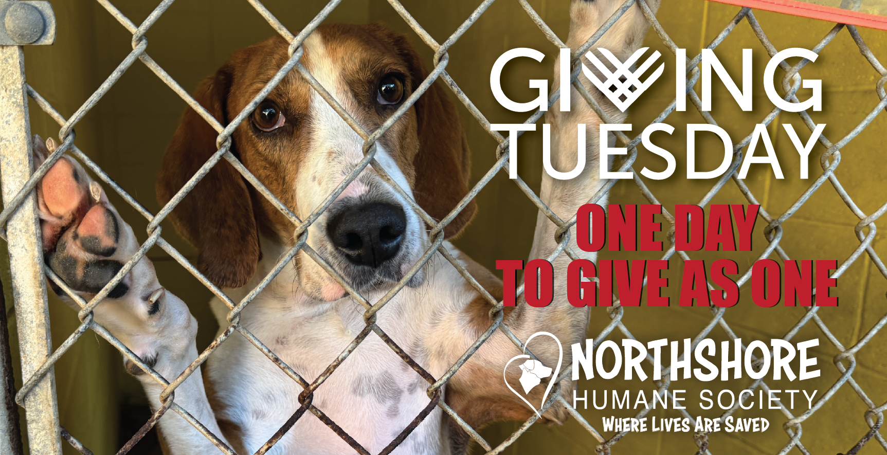 giving_tuesday