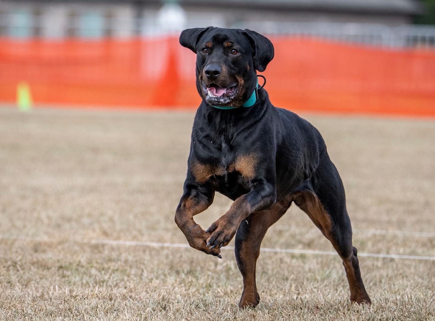 service_dog_humane_society