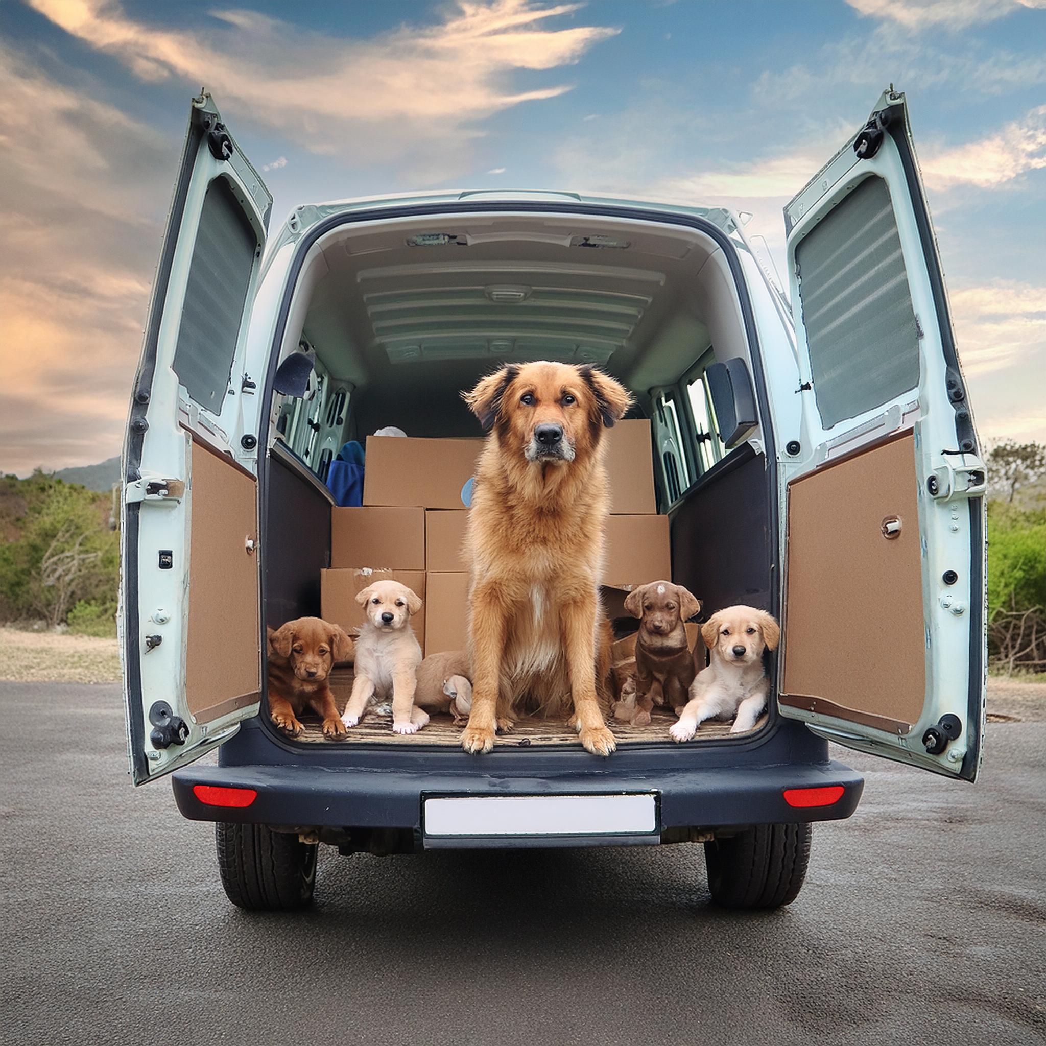 transport_van_humane_society