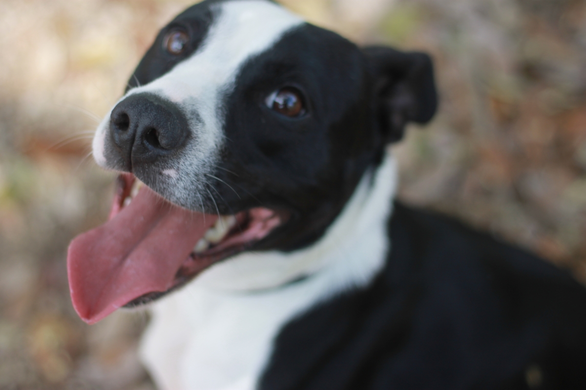 adoption_dog_jade_pitbull_pit
